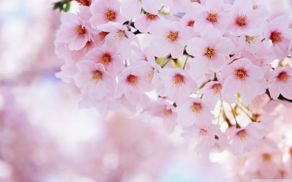 Hanami - Centro de Terapia Humanista